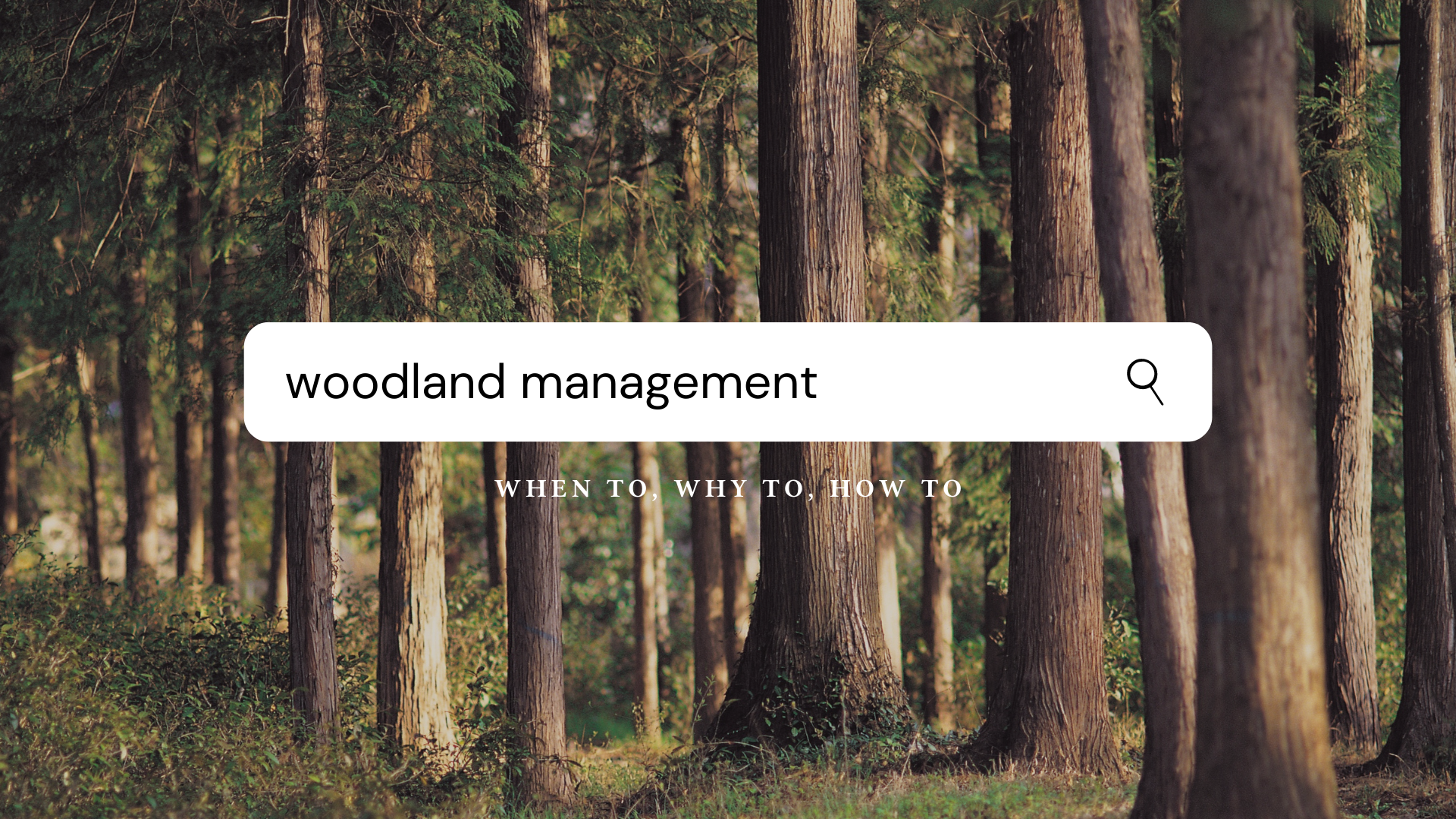 Woodland Management Workshop